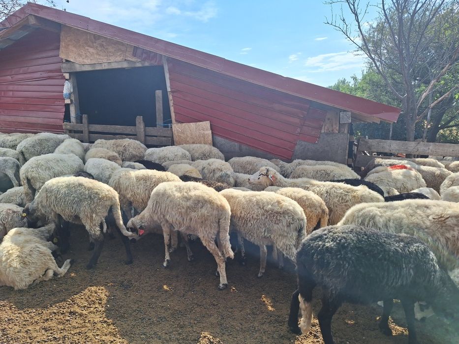 De vanzare-120 Oi și 40 miei preț/neg.