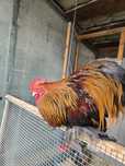 Cochinchina pitic