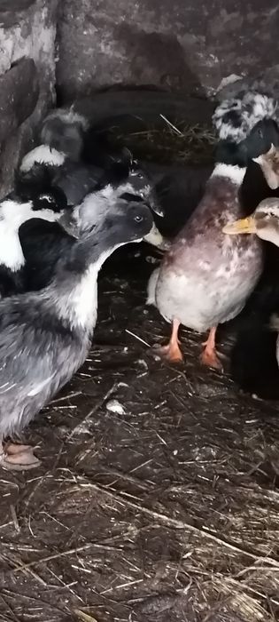 Rate motate talie mare