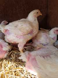 Продаются цыплята  бройлерные 1.5 месяца импортные