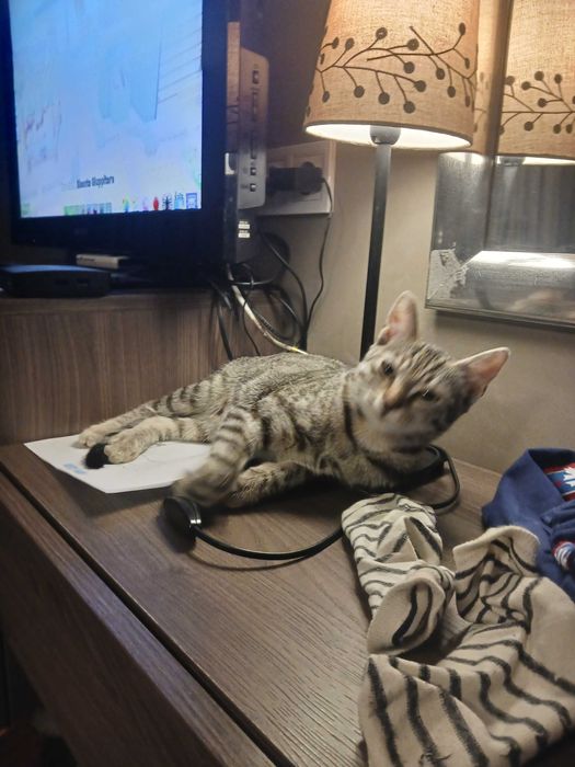 Подарявам женско коте на около годинка