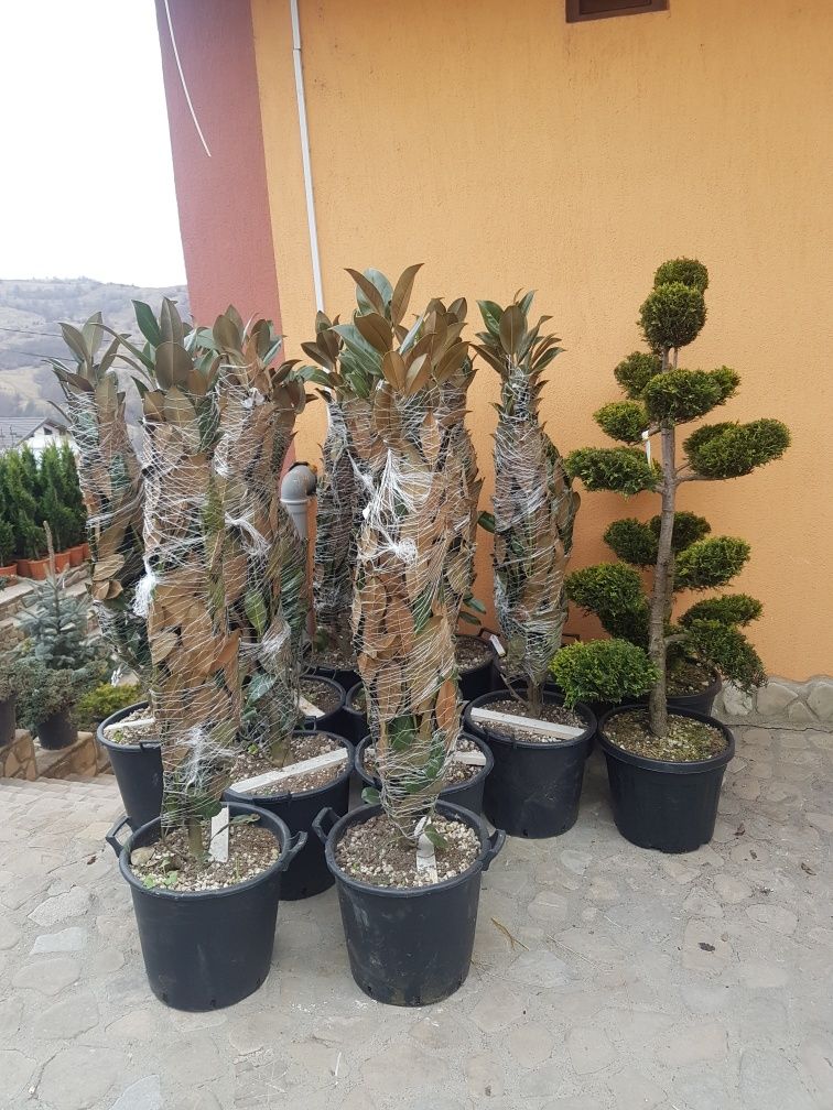 Tuia ornamentală si alte specii