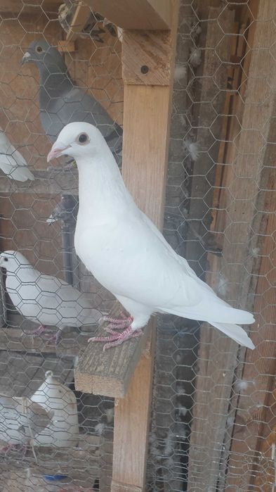 Ocazie! Vand 3 femele voiajor albe 2025 si un mascul voiajor alb 2023!