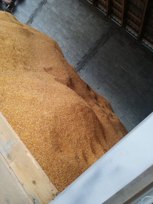 Porumb boabe(se vinde direct din câmp)