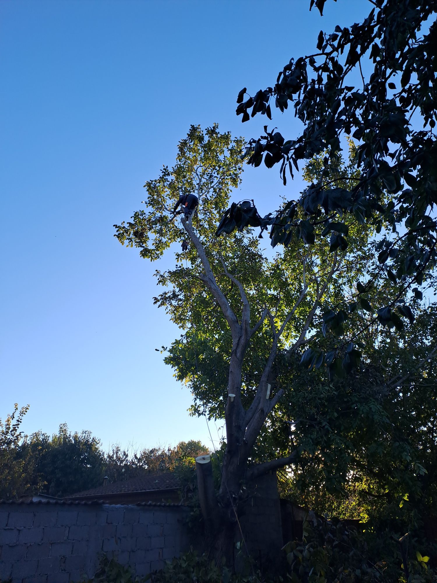 Toaletare/Formare Pomi Fructiferi/Arbori Rapid.