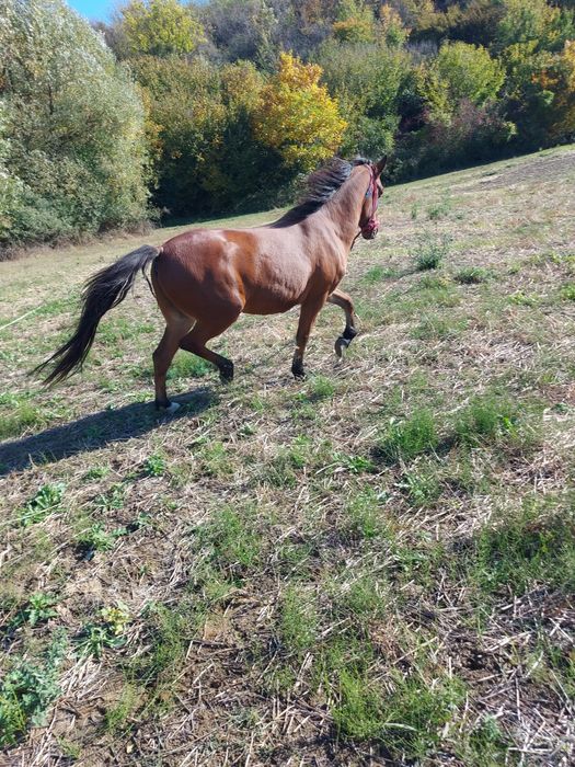Vând cal de 5 ani