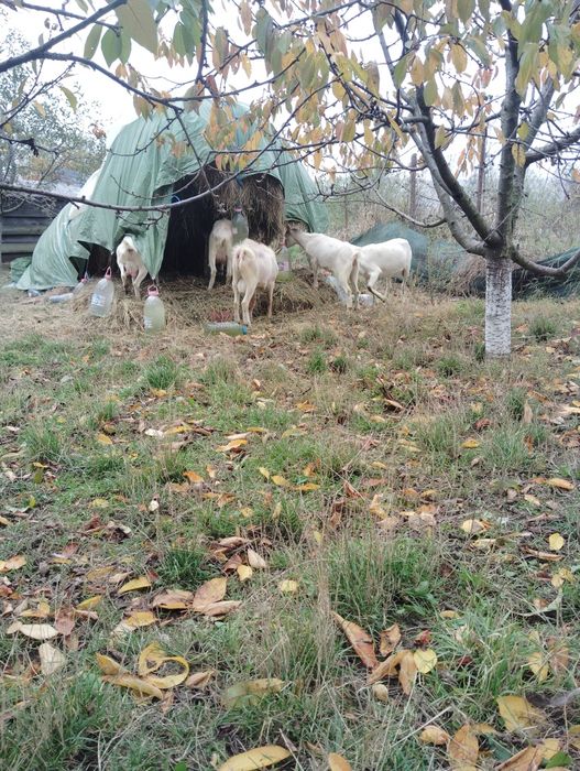 Capre bune de lapte SANNEN.