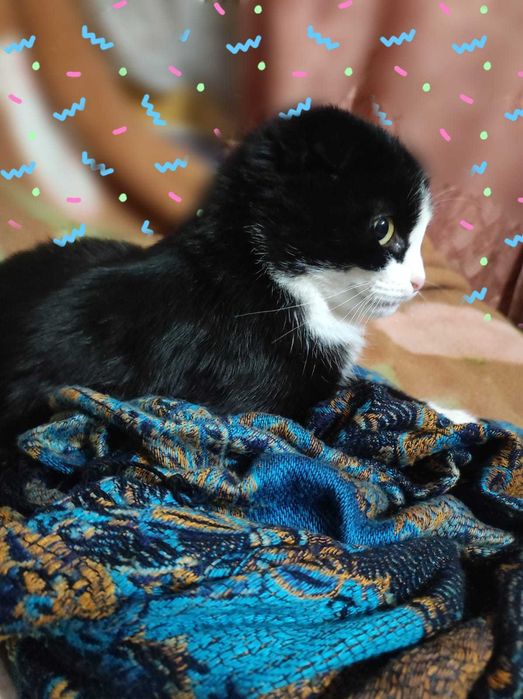 Пристрою котенка кошечку в хорошие руки