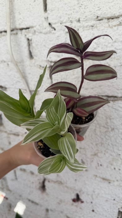 Традесканция, комнатные растения