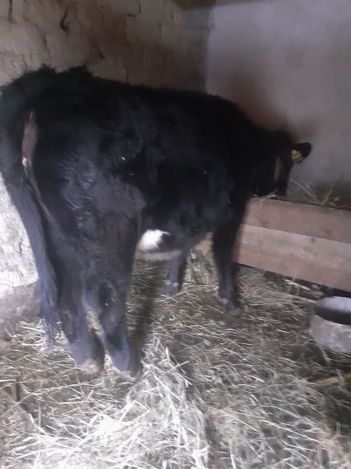 Junica angus de vânzare