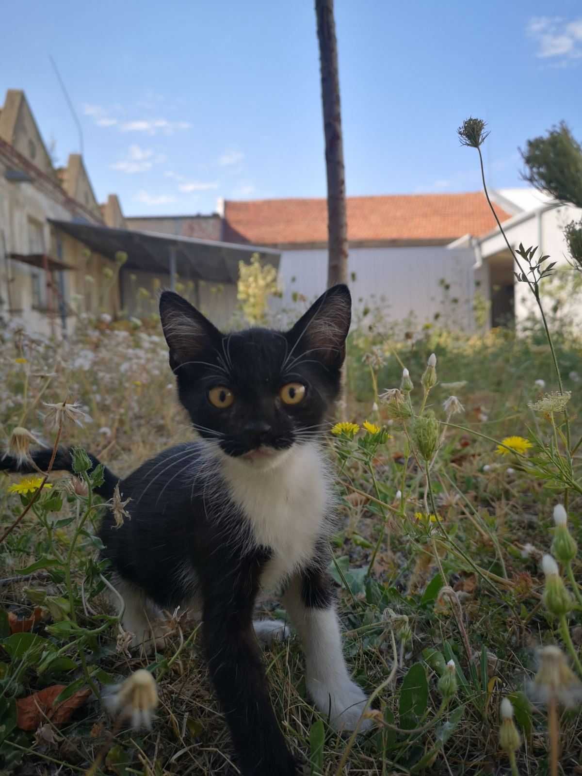 Подаряват се котенца