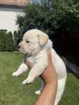 Labrador Retriever cu pedigree tipA
