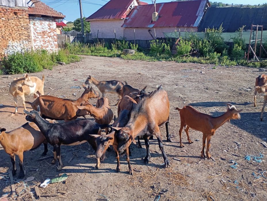 15 capre plus țapul