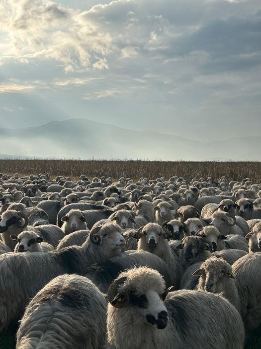 Oi de vanzare. Mai multe detalii la numărul de telefon