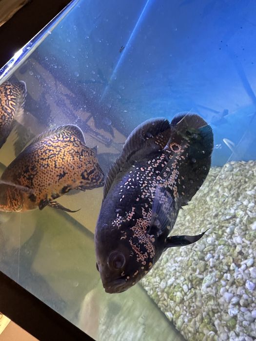 Астронатусы 4 шт срочно