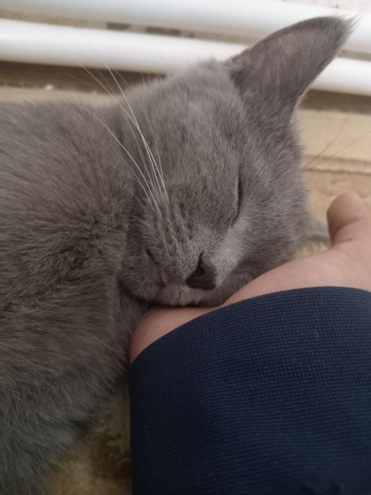 Котик британская порода