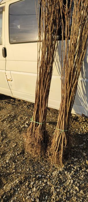 Puieti salcâm frasin fag carpen ulm plop mesteacăn brad molid Tei arin