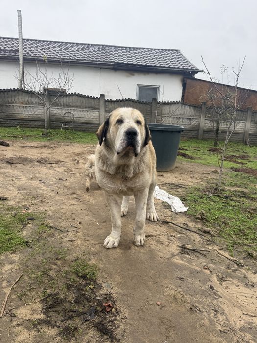 Ciobanesc de asia centrala