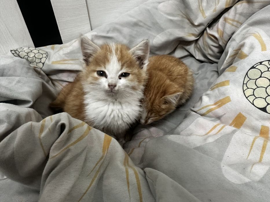 Отдам даром в хорошие руки три кота девочки недавно родились мама умер