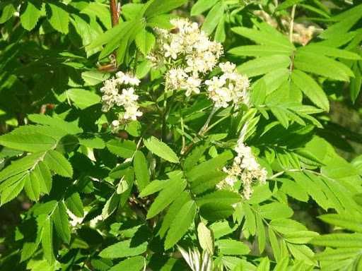 Скоруша - Sorbus domestica