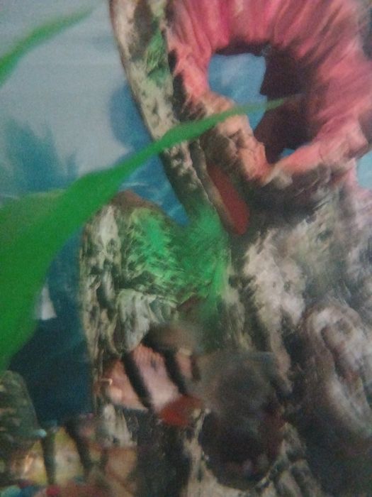 Аквариум сотилади