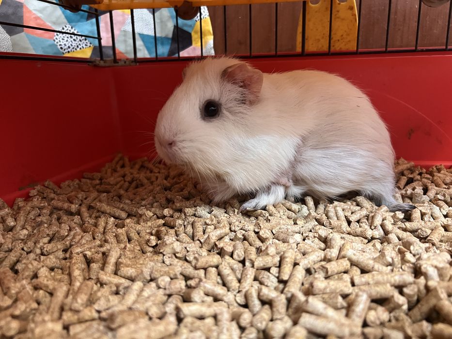 Donez purcelusa Guineea