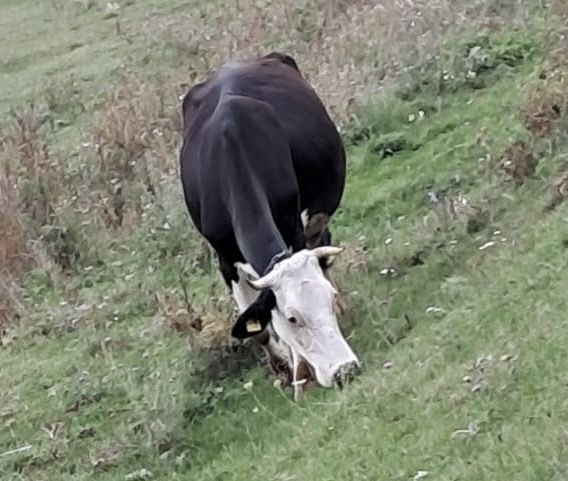 Vaci  baltațate romanesti  de  Vanzare