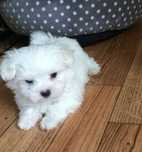 Catelusa bichon maltez