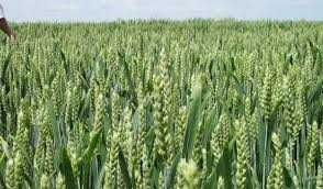 Продается земля 3000 Га