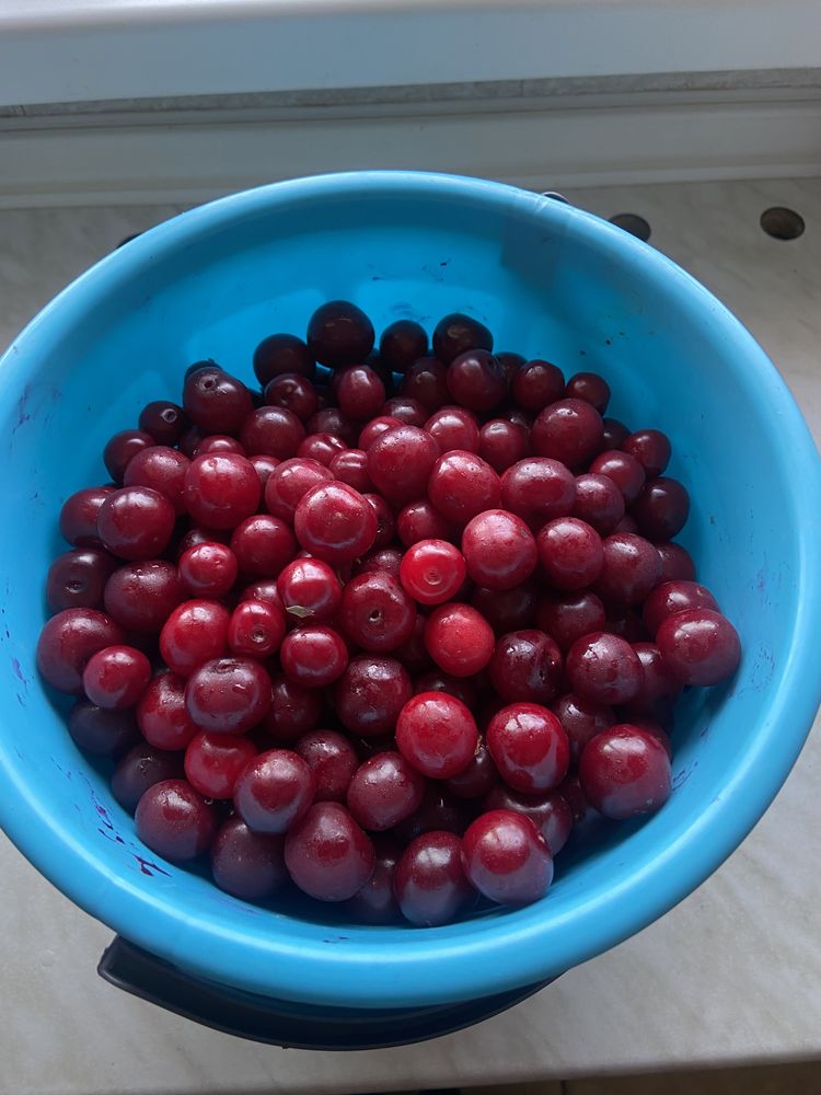 продам садовую вишню