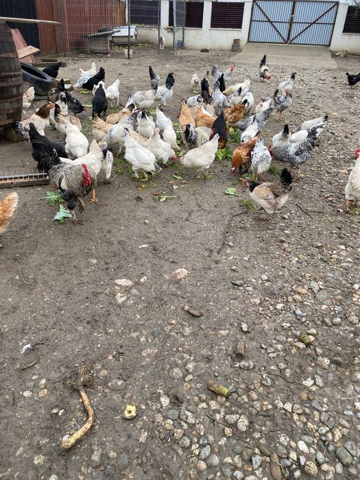 Pasari de vanzare .Găini și Cocoși