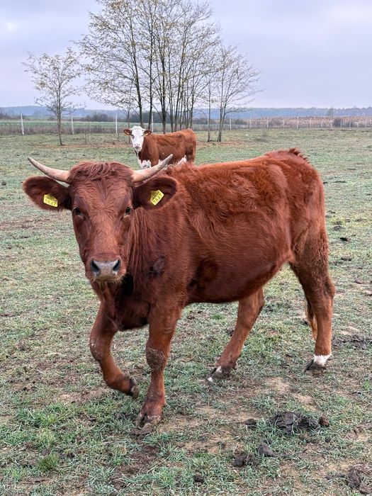 Vitele gestante de vanzare