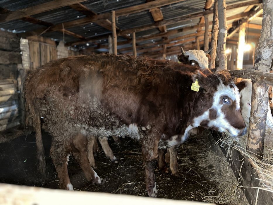 Продается 5 голов КРС