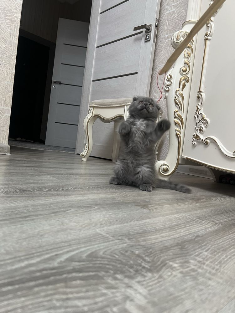 Котенок продается