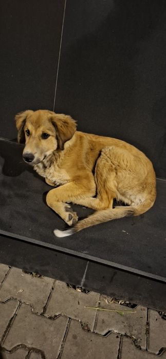 Un suflet de pe stradă caută un loc numit acasă.