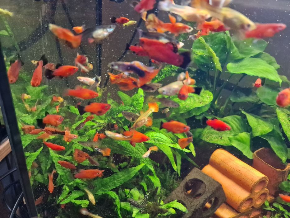 Рибки / гупи , плати , анциструси