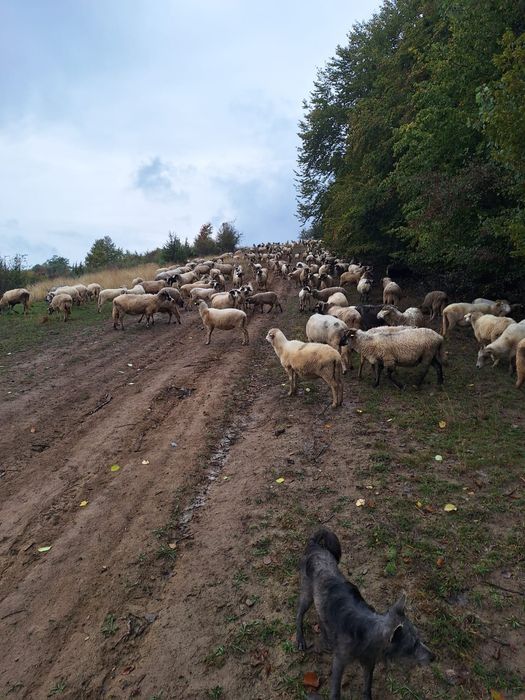 Vând oi tinere si miori