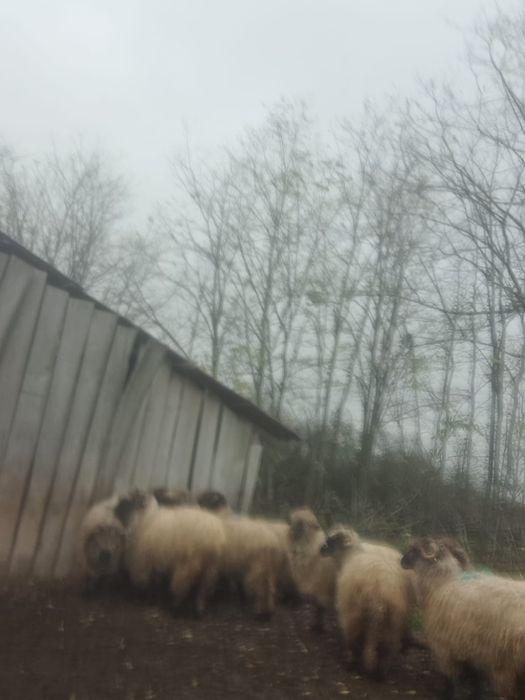 Oi bune de vânzare !