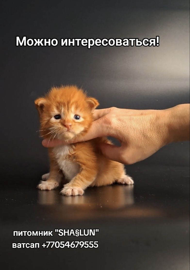 Мейн-кун, котёнок из питомника