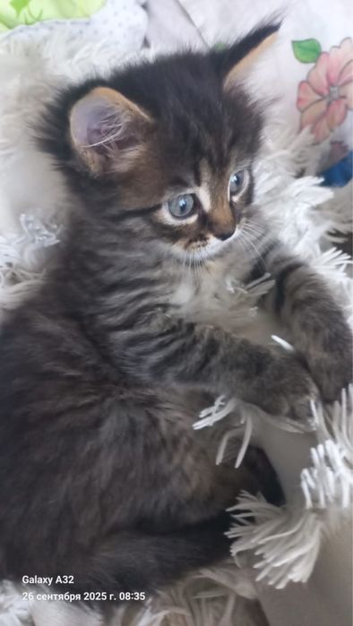 Отдам в хорошие руки котят