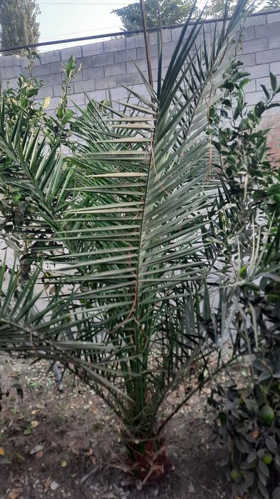 Zimniy palma sotiladi juda katta