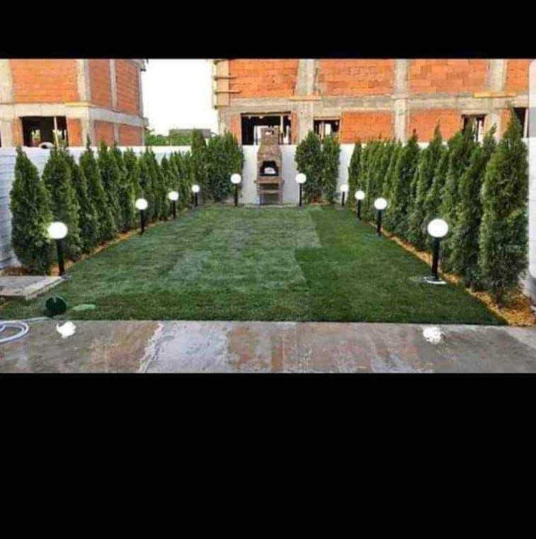 Plante Decorative Tuia