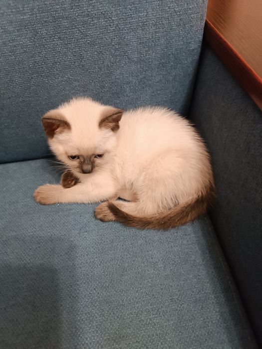 Котенок 1.5 месяца