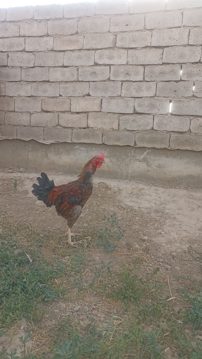 Dakan xoroz. Asil xoʻroz (arab, fors)
