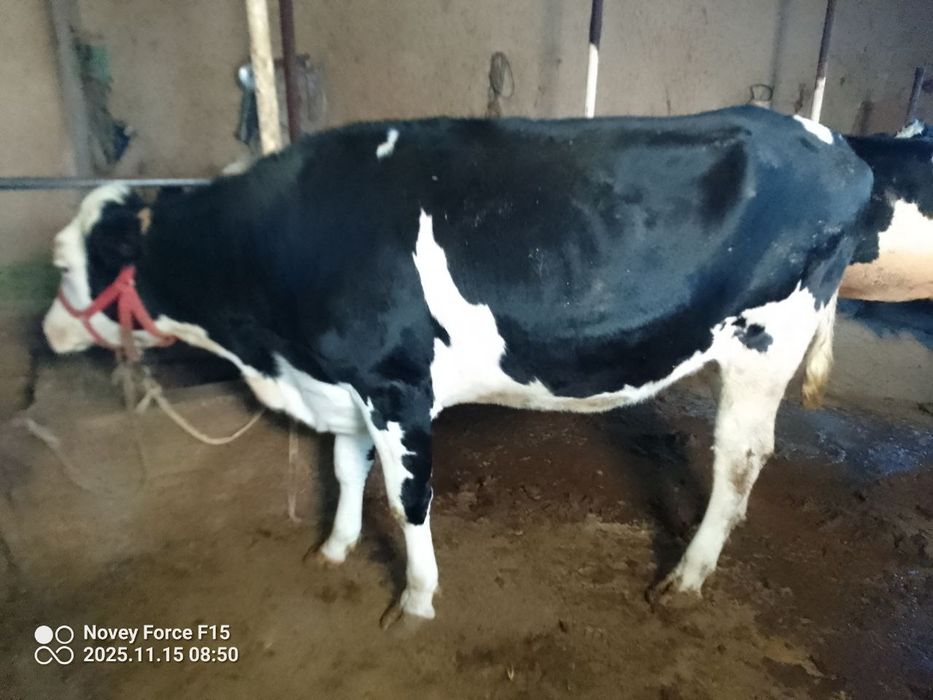 Zottor bogʻoz 6. 7 oyli