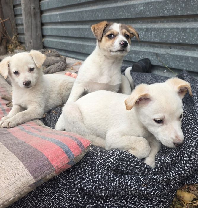 Щенки девочки 1.5месяца