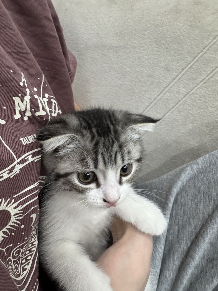 Котёнок, 3 месяца