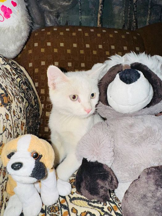 Котята ищут хозяина скотиш страйт