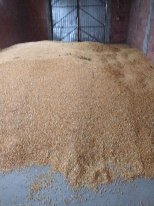 Vând triticale și porumb