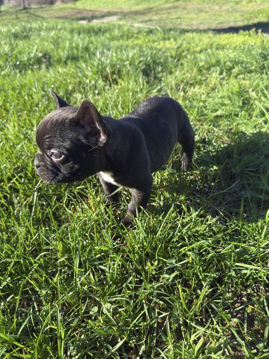 Малки Кученца / Френски Булдог